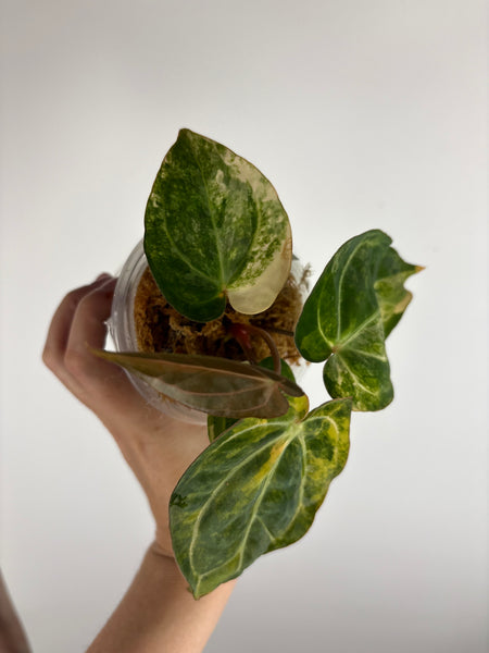 Anthurium papillilaminum variegated x Carlablackiae (Thailand) D