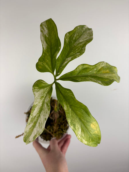 Anthurium clavigerum variegated