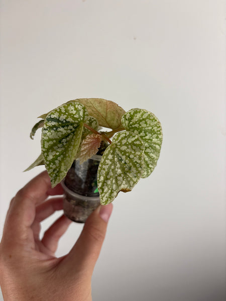 Begonia snow capped variegated G
