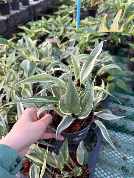 Philodendron rio