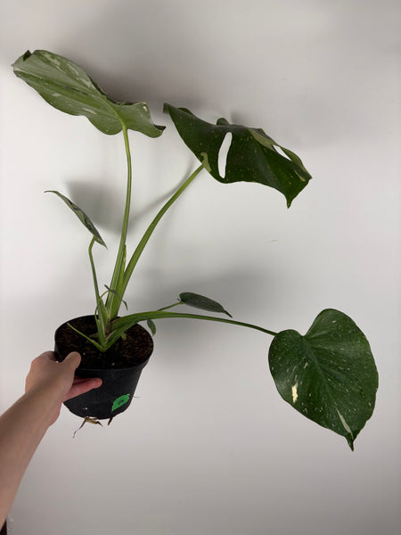 Monstera Thai constellation 6 inch A