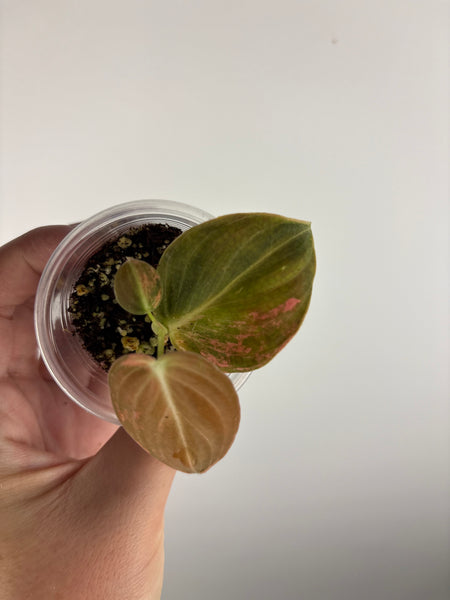 philodendron melanochrysum orange variegated B