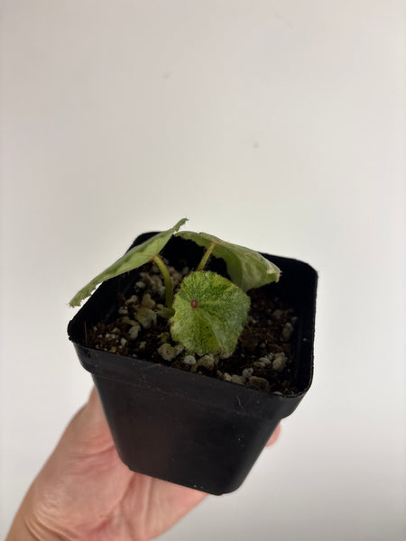 begonia rouge variegated exact plant