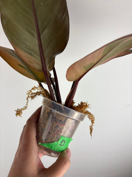 Philodendron black cardinal