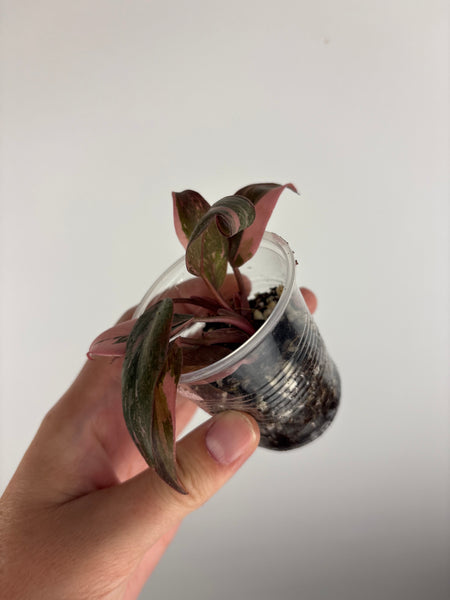 Philodendron pink princess marble