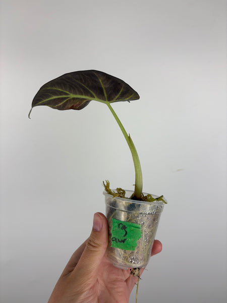 Alocasia regal aurea baby 1