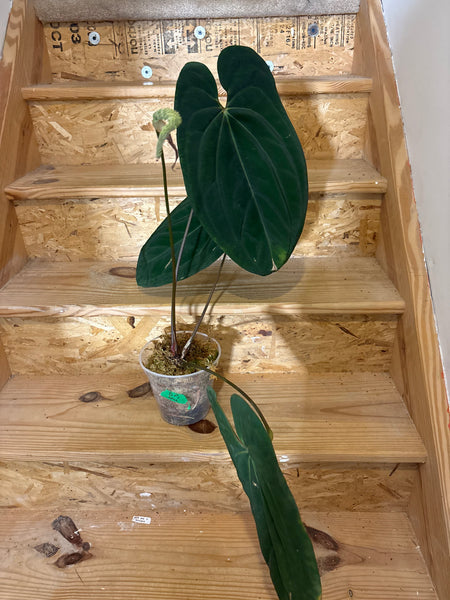 Anthurium dark phoenix x papi x one X-large plant