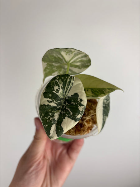 Alocasia maharani albo (Thailand)