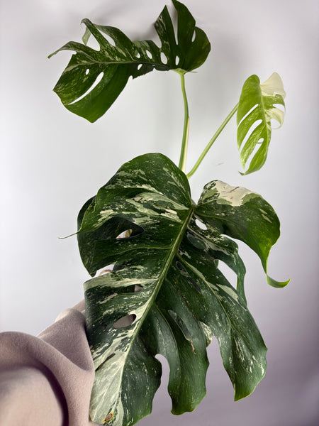 Monstera albo 9
