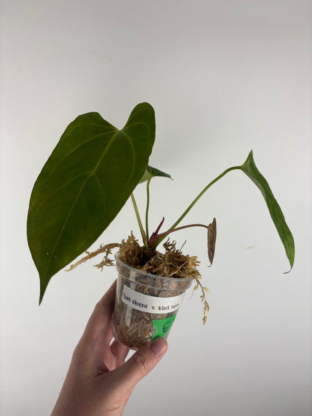 Anthurium dark pheonix x nero E