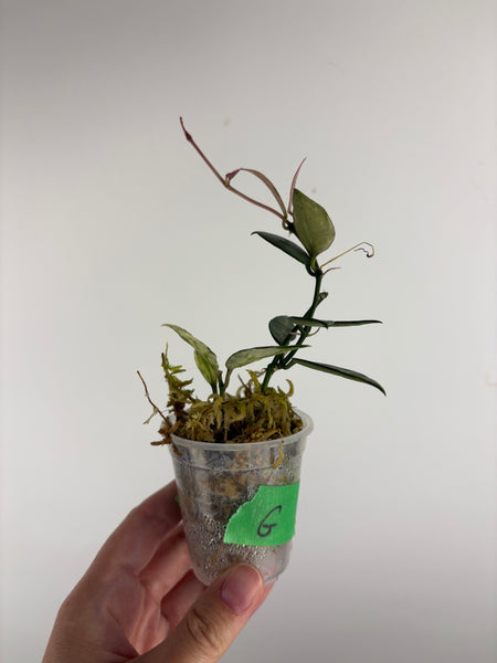 hoya lacunosa peridot G