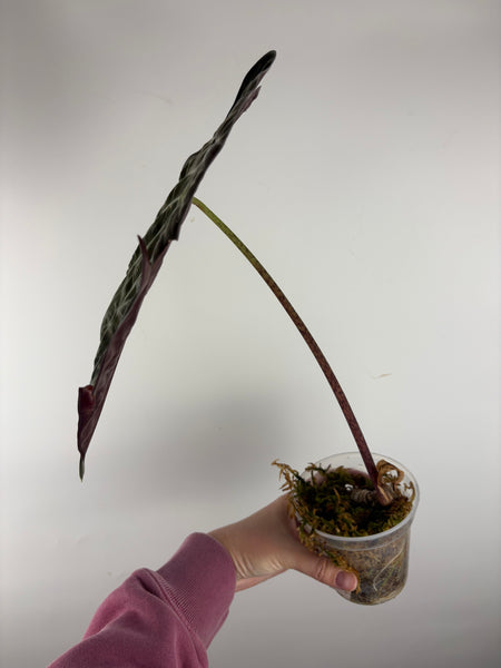 alocasia suhirmaniana 1