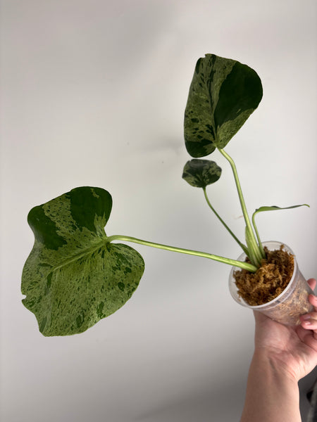 Monstera vietciosa (Thailand) D