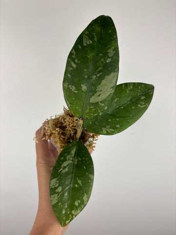Hoya sp aceh gayo lues 6