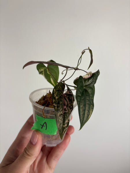Dioscorea Filiformis ‘Gamma Ray’ (Thailand) A