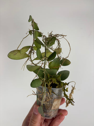 hoya nummularioides silver B