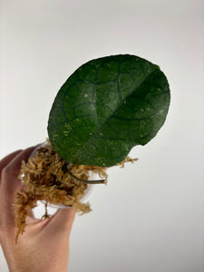Hoya tanggamus round leaf 3
