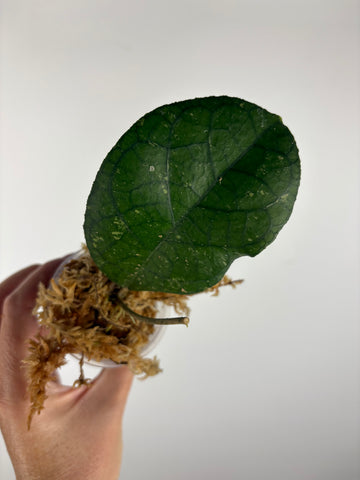 Hoya tanggamus round leaf 3
