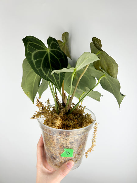 Anthurium King clarinervium hybrid D