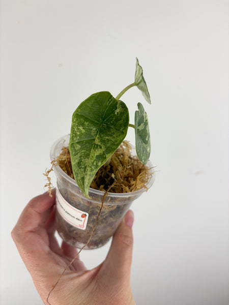 Alocasia Bisma platinum albo variegated