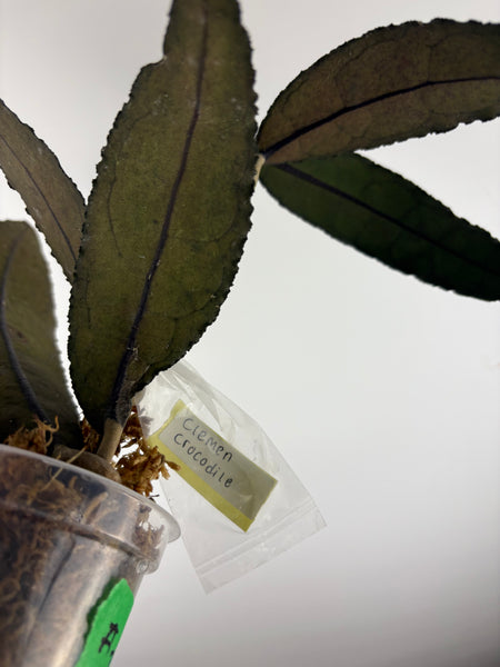 hoya clemensiorum crocodile A3