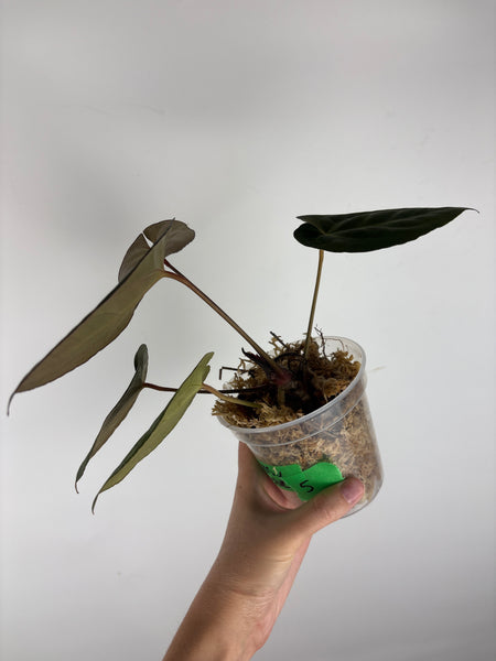 Anthurium AOS x blue papi 5