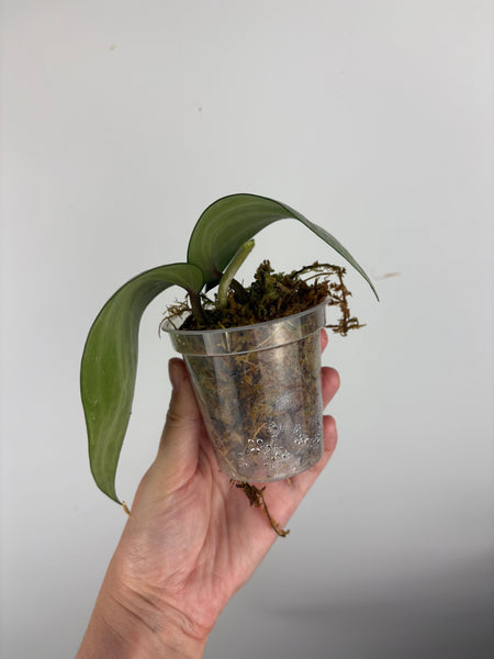 Hoya latifolia silver (Thailand)