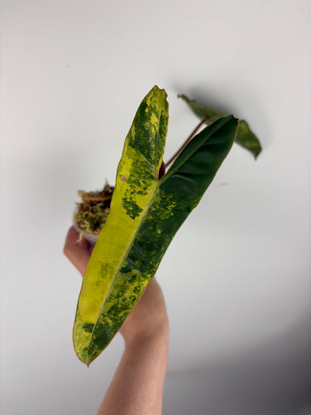 Philodendron billietiae variegated B