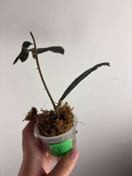 hoya clemensiorum black F