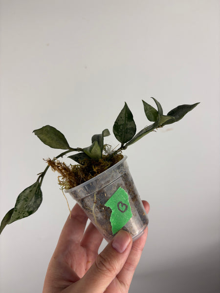 Hoya Lacunosa green flame B
