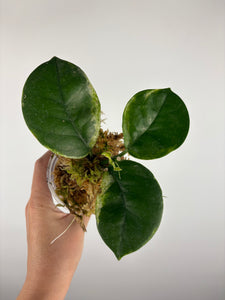 Hoya australis peridot 1