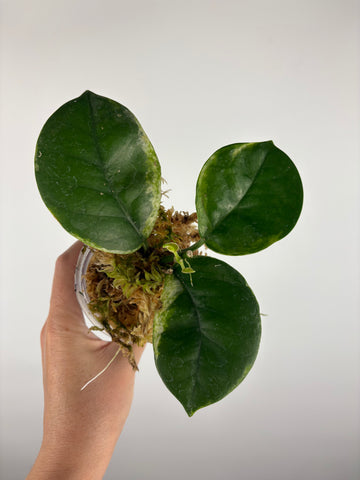 Hoya australis peridot 1