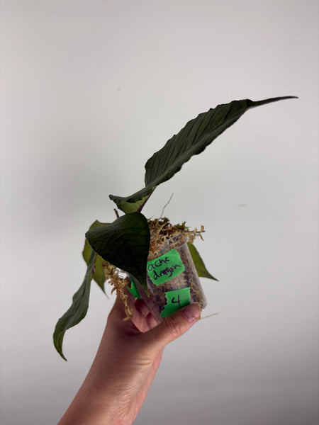 Hoya sp aceh dragon egg 4