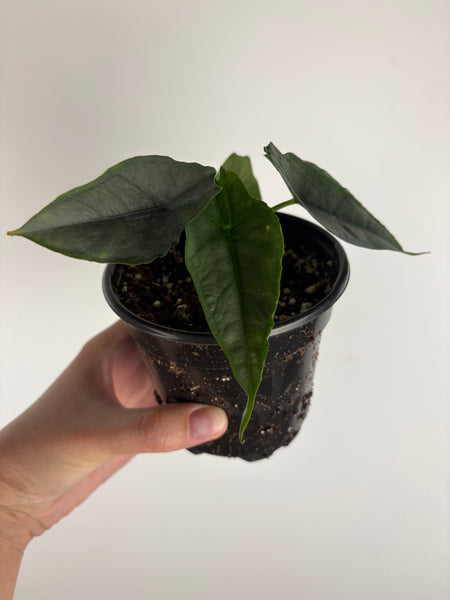 Alocasia 'Heterophylla' Dragon's Breath 4 inch