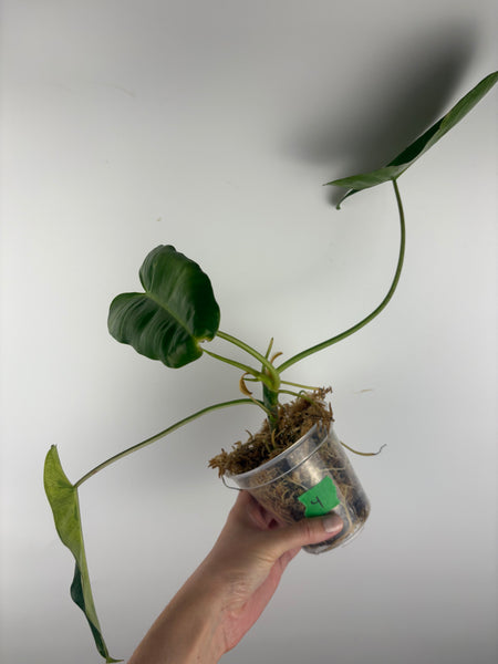 Philodendron burle Marx x verde 4