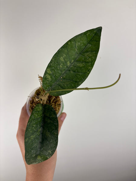 hoya sp agusen splash