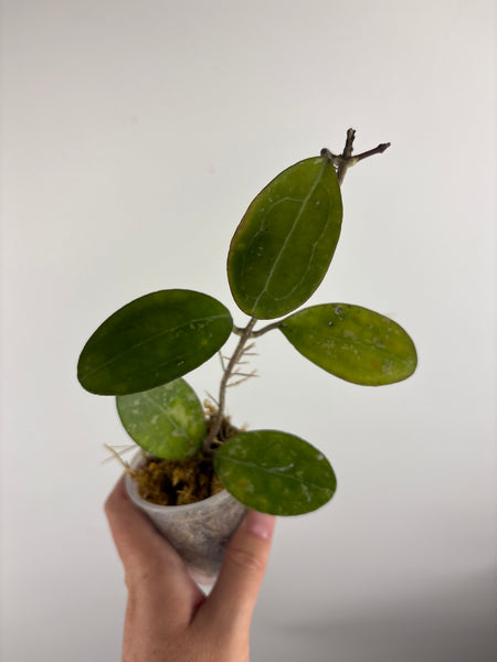 hoya elliptica splash A