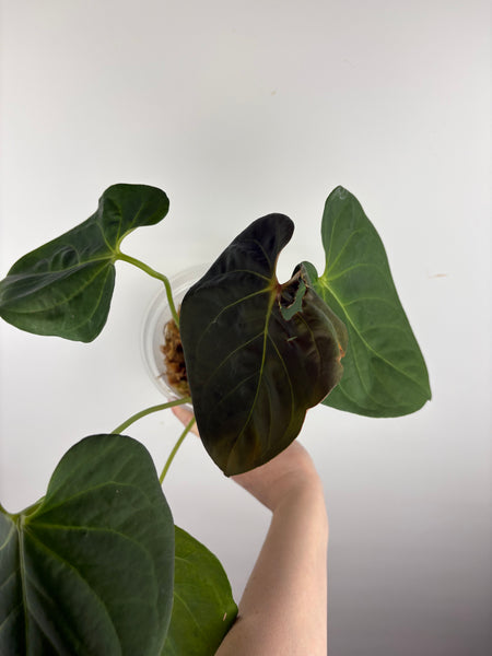 Anthurium black sweet x dorayaki B