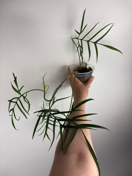 Philodendron polypodioides