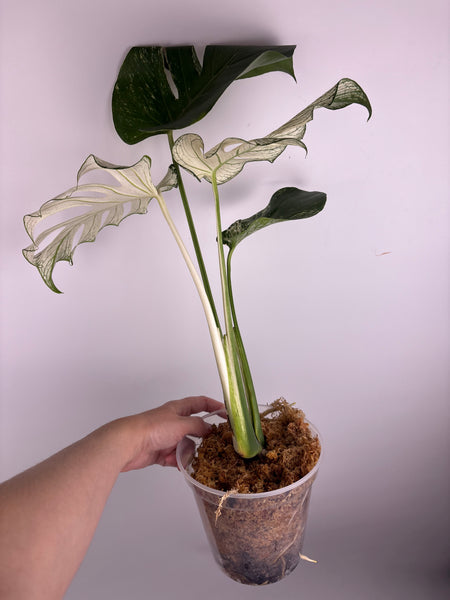Monstera devil (Thailand)
