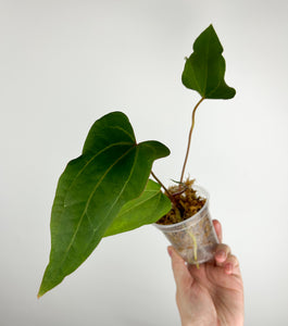 Anthurium papillilaminum Red stem x portillae Indonesia E