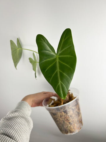 Alocasia sp kentawen