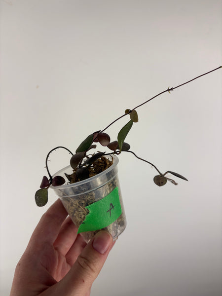 Hoya no ID - lost tag A