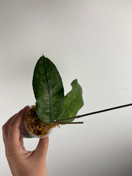 Hoya sp aceh tamiang B2