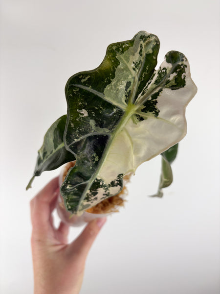 Alocasia Amazonica albo var. (clone) A