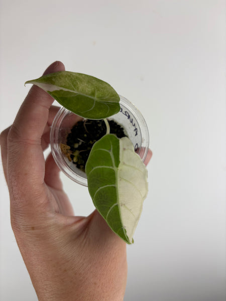 alocasia watsoniana albo