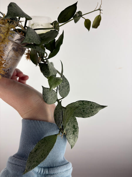 hoya lacunosa moonshine E