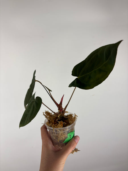 Anthurium blue papi x aos 7