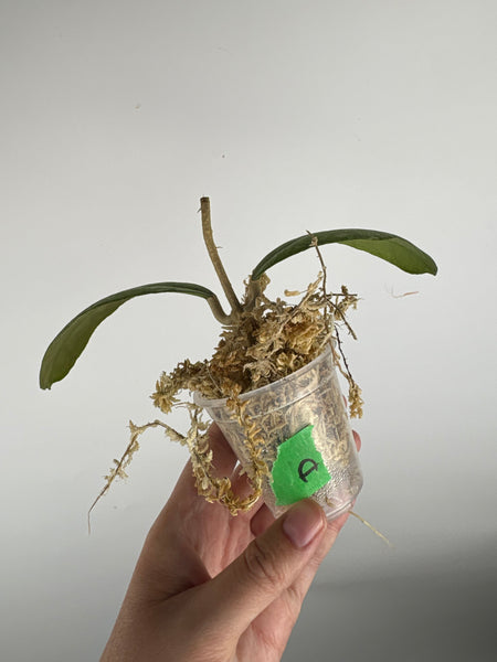 Hoya sp. (Northern Sumatra) silver splash A