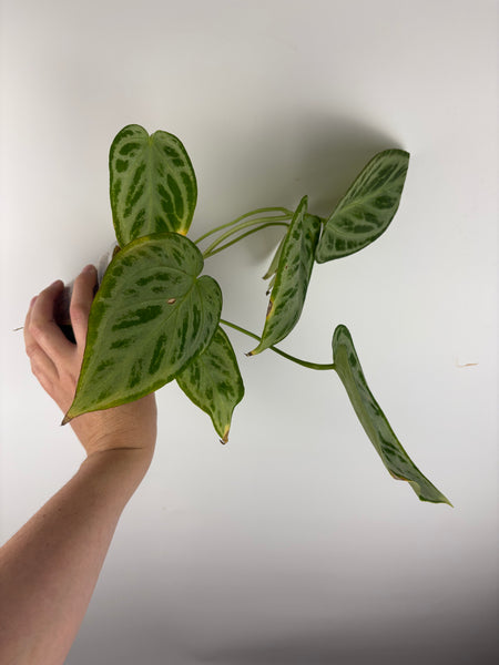 Anthurium silver butterfly